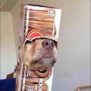 Meet your Posher, Phillip